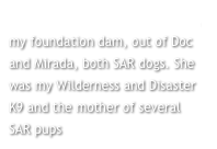 Rhennie les Chevaliers du Noire, my foundation dam, out of Doc and Mirada, both SAR dogs. She was my Wilderness and Disaster K9 and the mother of several SAR pups